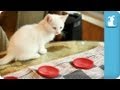 Kittens Love Playing Checkers - Kitten Love