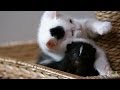 Who Knew Kittens and Skunks Made Such Good Friends? | Too Cute!