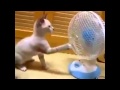 Funny Cats Videos Compilation - Funny Cat Videos