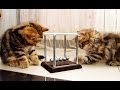 Funny Cats : How to learn physics