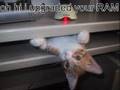 Cute, Funny, and Just Hilarious Kittens