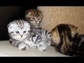 Cutest Cat Moments. Gang of Folds. Funny Kittens. AWW