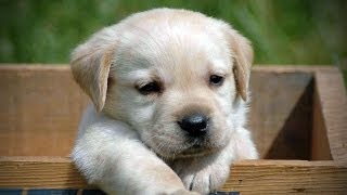 Funny Puppy Videos - Funny Puppy Video Compilation