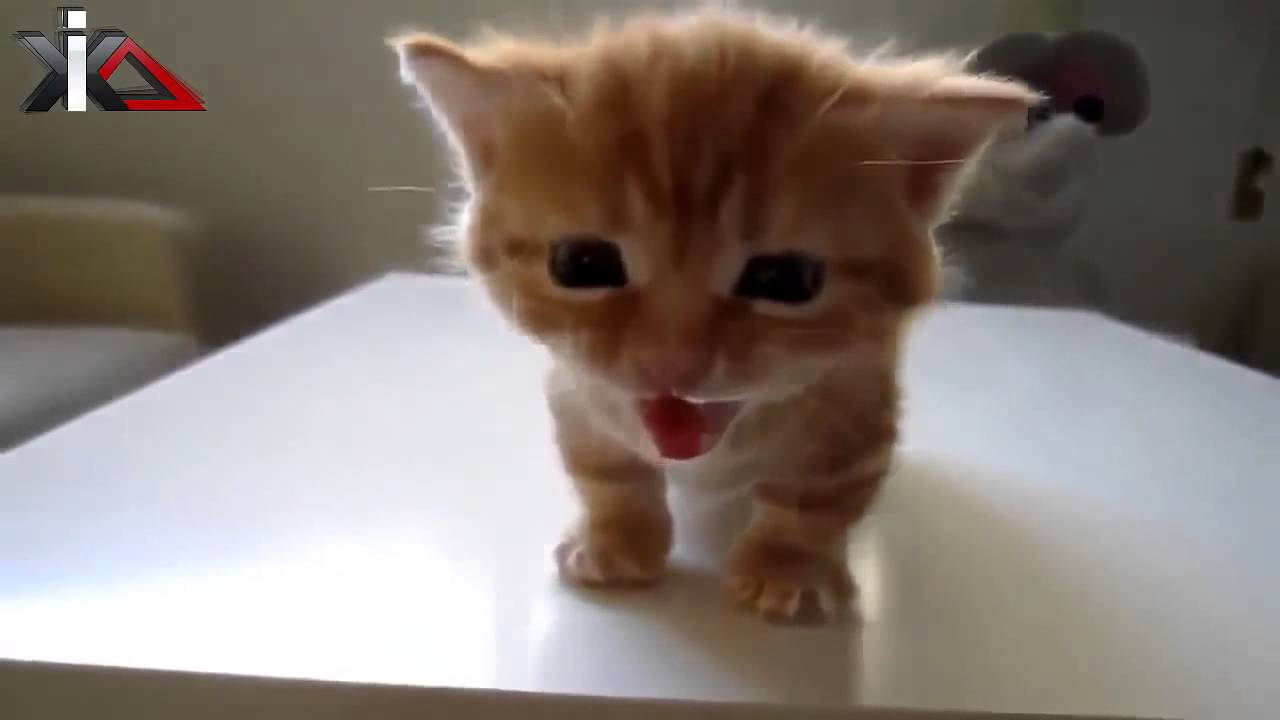 Funny Cats and Kittens Meowing Compilation 2014 â€“ Cute Cats and Dogs