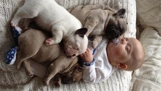 Best Babies and Animals Compilation 2013 [HD]