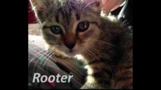 Cute Kitten Rescued from Drain Pipe | Roto-Rooter