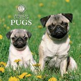 Pugs American Kennel Club 2015 Wall Calendar