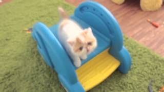 Забавные котята играют на горке / Funny kittens playing on the slide