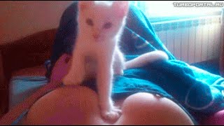 New Funny Animals Compilation 2014