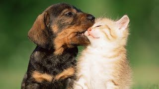 Puppies Playing With Kittens Compilation 2014 [NEW]