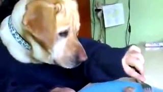 Funny Videos Of Labrador Dogs Compilation 2014 [NEW]