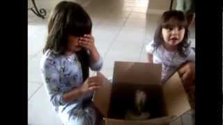 Touching beginning of new friendships - Puppy Surprise Present Compilation