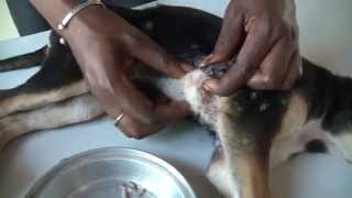 Jeffrey found a happy puppy, starring Mangoworms and Fatou