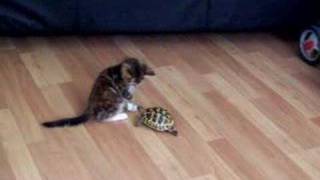 my tortoise and kitten
