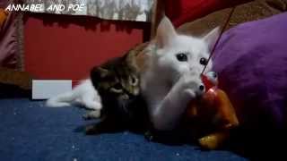 Cute Kittens are Playing with Little Stepbrother