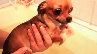 Dogs really hate bath time - Funny dog bathing compilation PART 2