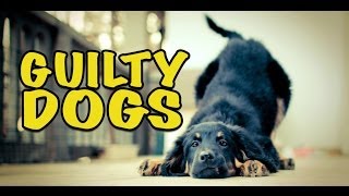 Ultimate Funny Guilty Dog Video Compilation 2014 NEW HD