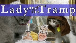 Walt Disney's Lady and the Tramp (Cute Kitten Version)
