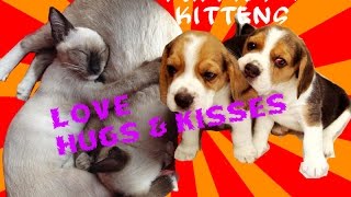 Cute Funny Puppies & Kittens,Dogs and Cats Love Kisses and  Hugs! [New HD]
