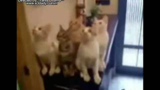 crazy cats [ funny ] قطط مهيسة