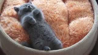 Cute/Funny Kitten/Cats And Puppies/Dogs Compilation 2013 EPIC - 10 Minutes! [HD]