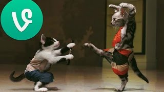 Funny Cats Videos - Funny Animals - Funny Dogs - Cool Cute animals August 2014 #1